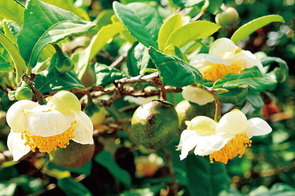 茶樹(shù)的葉子、花朵與果實(shí)都很接近山茶花。